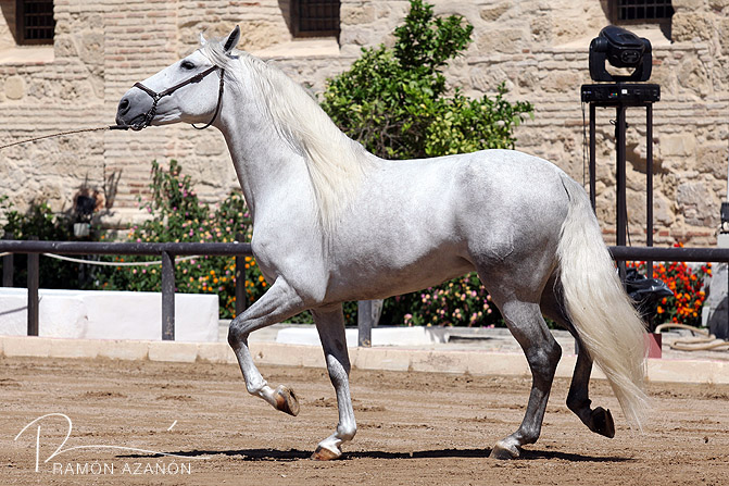 Presentación de un caballo pura raza español. Foto: Ramón Azañón.
